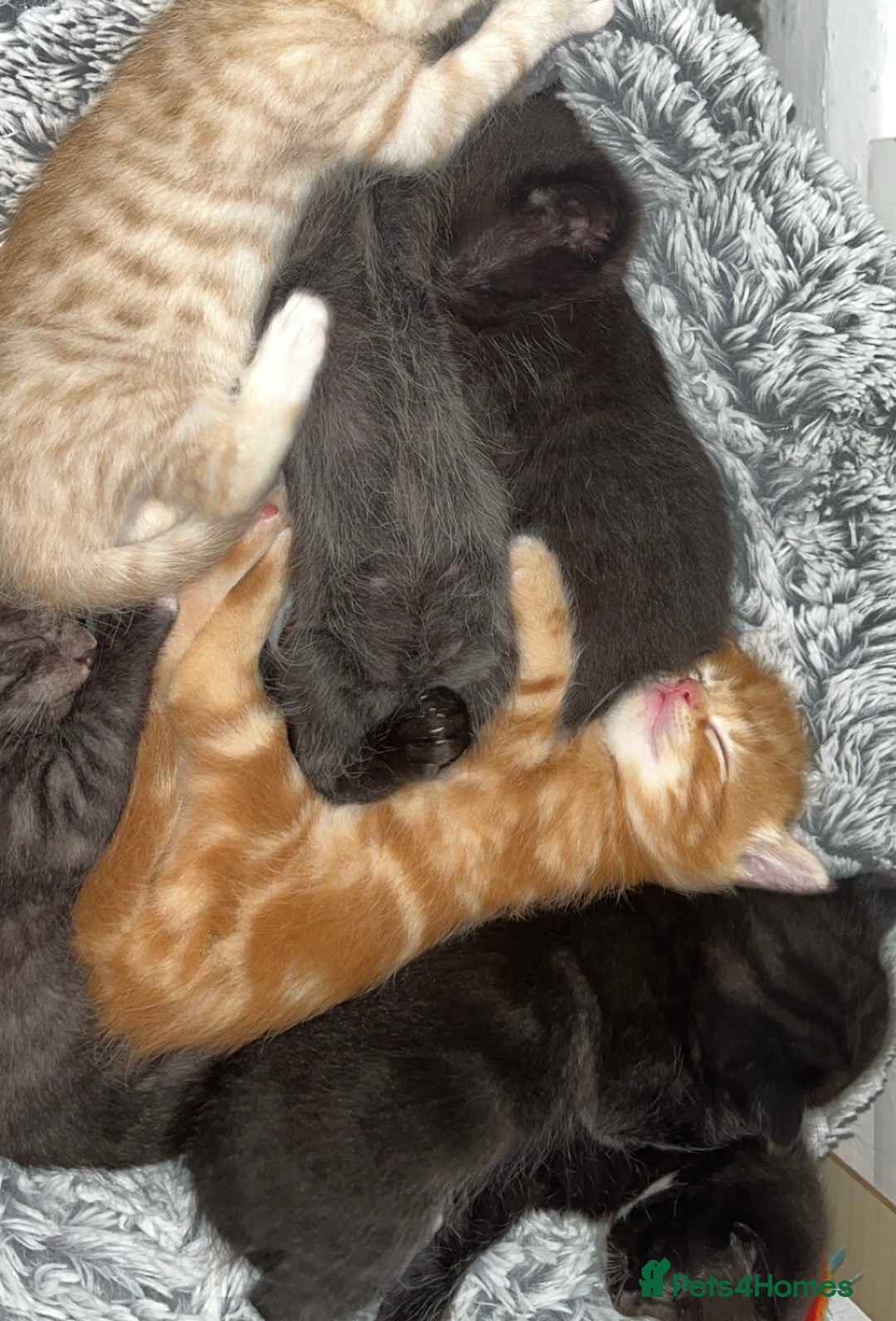 British Shorthair cats for sale: 6 kittens for sale 3 girls 3 boys  - Image 2