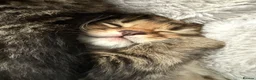 Maine Coon cats for sale: 🐾 Beautiful Maine Coon Kittens Ready Now! 🐾 - Advert 18