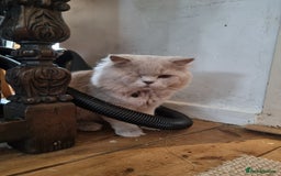 British Shorthair cats for sale: BEAUTIFUL BRITISH LONGHAIR/SHORTHAIR KITTENS - Image 11