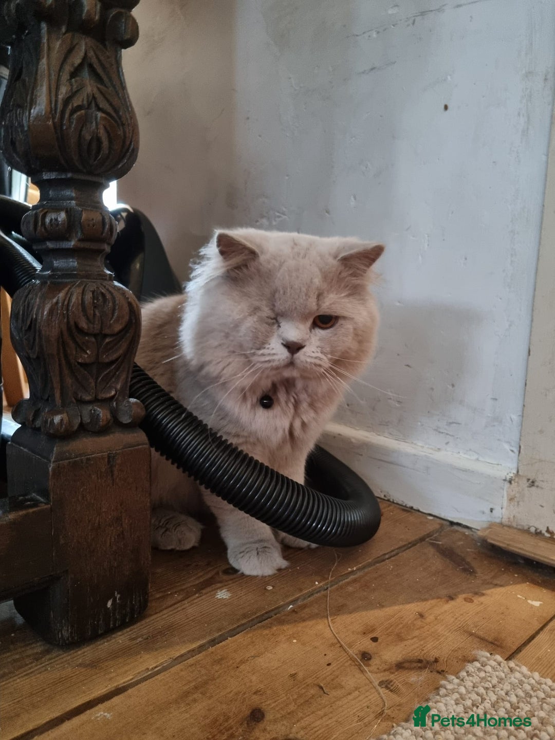 British Shorthair cats for sale: BEAUTIFUL BRITISH LONGHAIR/SHORTHAIR KITTENS - Image 11