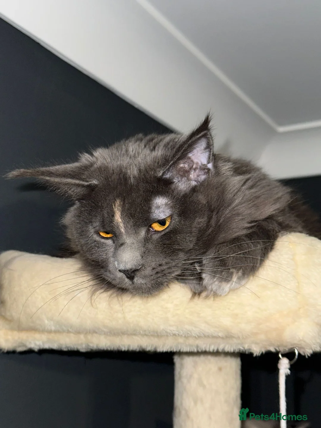 Maine Coon cats for sale: Gorgeous female Maincoon  - Advert 3