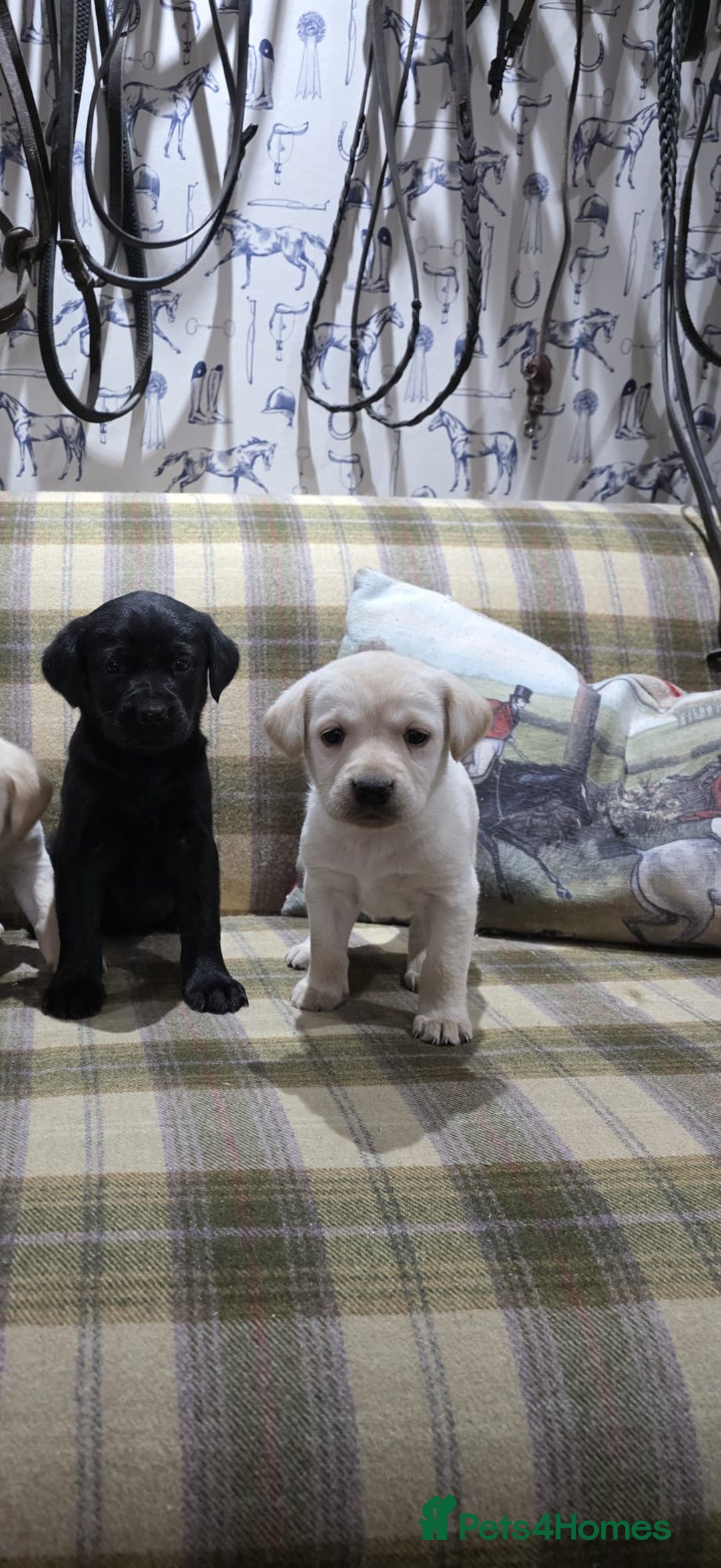 Labrador Retriever dogs for sale: Labrador puppies gold and black boys and girls  - Advert 7