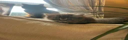 Mixed Breed cats for sale: 4 kittens for sale - Advert 6