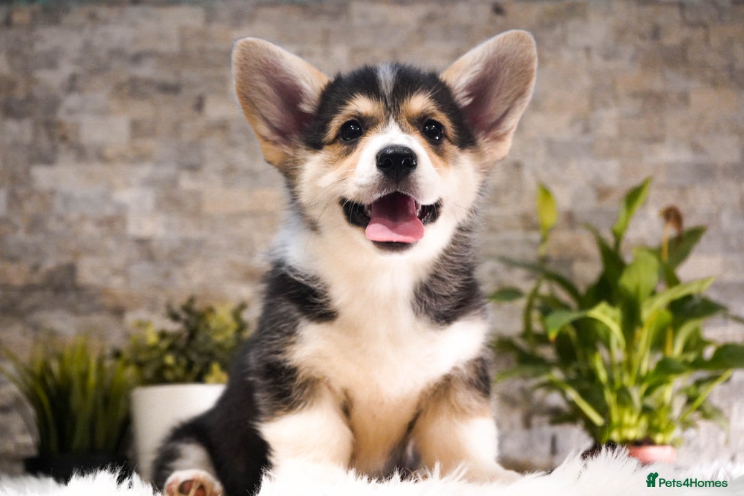Welsh Corgi Pembroke dogs for sale: Welsh Corgi (Pembroke) - Advert 15