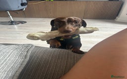 Miniature Dachshund dogs for sale: 1 year old miniature dachshund for sale  - Advert 8