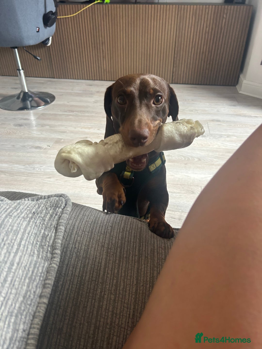 Miniature Dachshund dogs for sale: 1 year old miniature dachshund for sale  - Advert 8