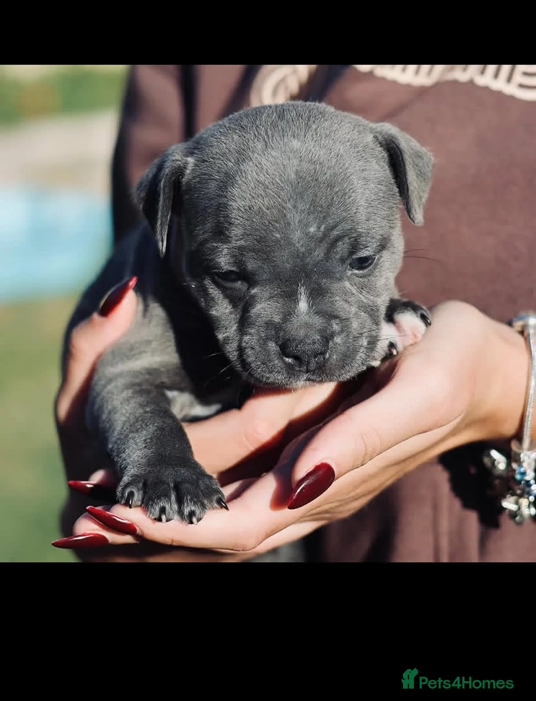 Staffordshire Bull Terrier dogs for sale: %Solid Pure Staffy Puppies Available  in Birmingham - Advert 16