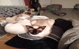 Siamese cats for sale: Siamese kittens - Image 7