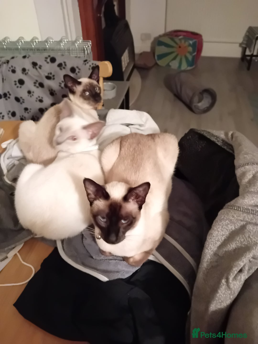 Siamese cats for sale: Siamese kittens - Image 7
