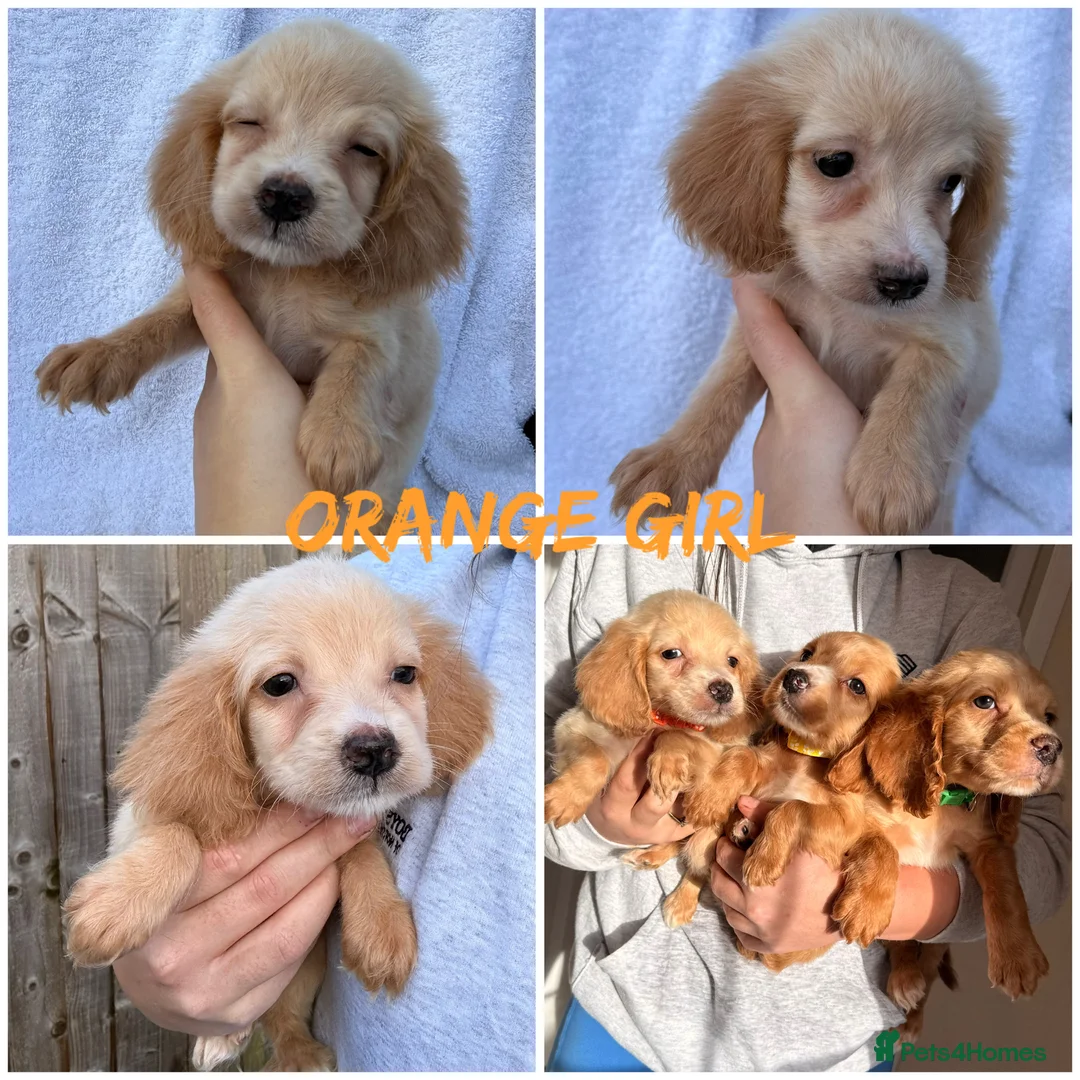 Cocker Spaniel dogs for sale: ⭐️READY TO LEAVE 05/02/26⭐️ - Advert 4