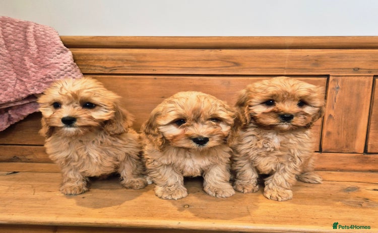 Cavapoo dogs - Advert 3