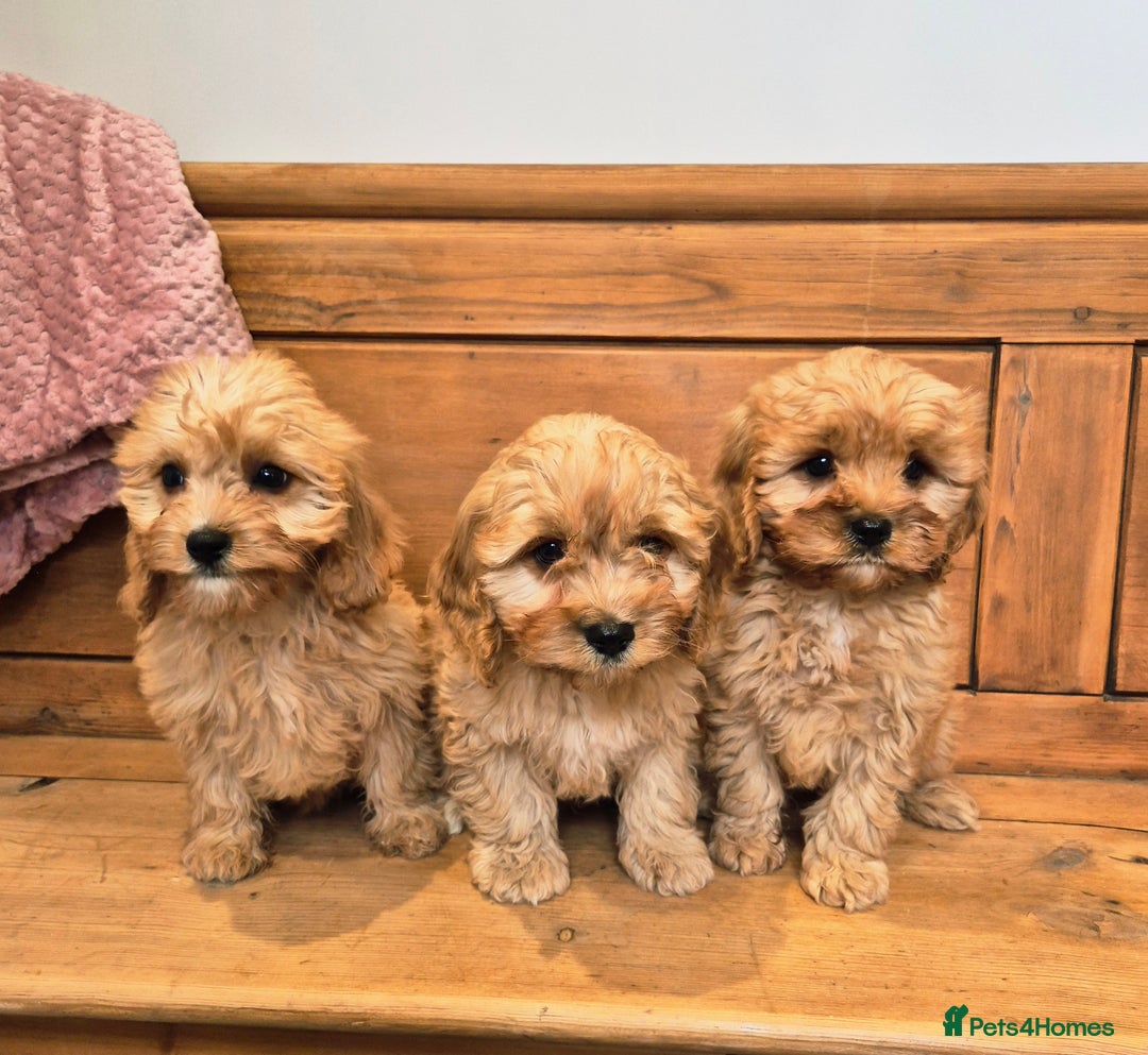 Cavapoo dogs for sale: F1 Red Cavapoo Puppies - Image 1