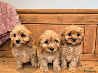 Cavapoo dogs - Advert 12