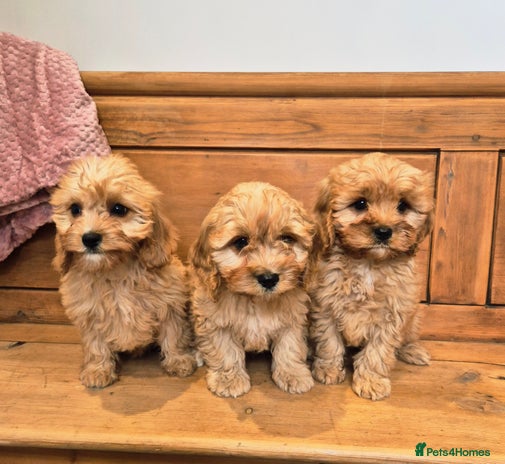 Cavapoo dogs - Advert 1