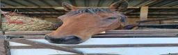 Welsh Section D horses for sale: Bartonhouse charlotte  - Advert 10