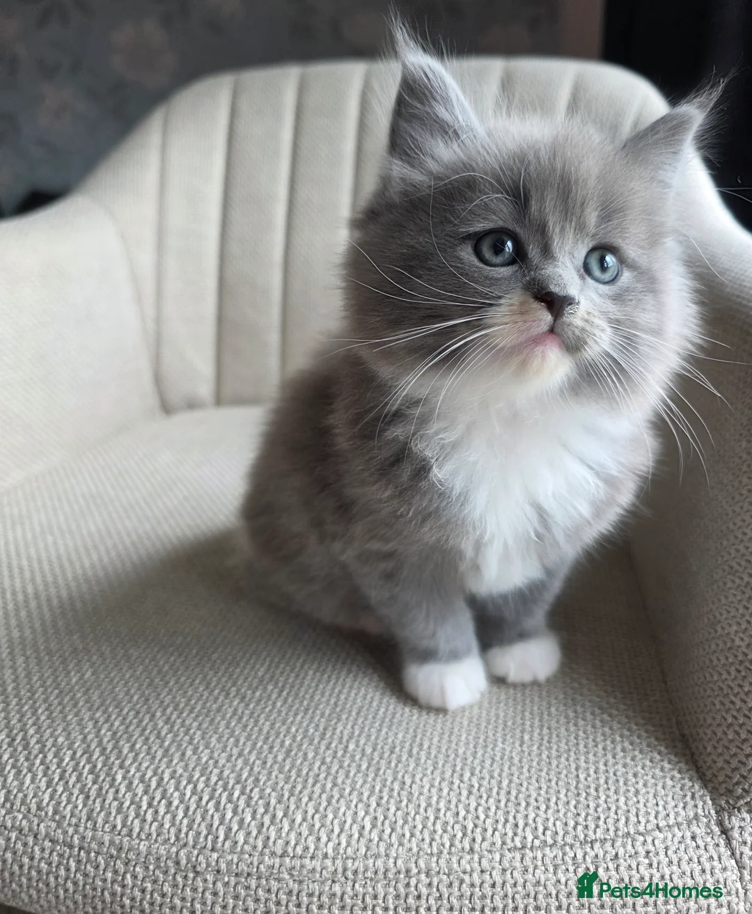 Ragcoon cats for sale: Adorable Maine Coon x Ragdoll Kittens - Advert 7
