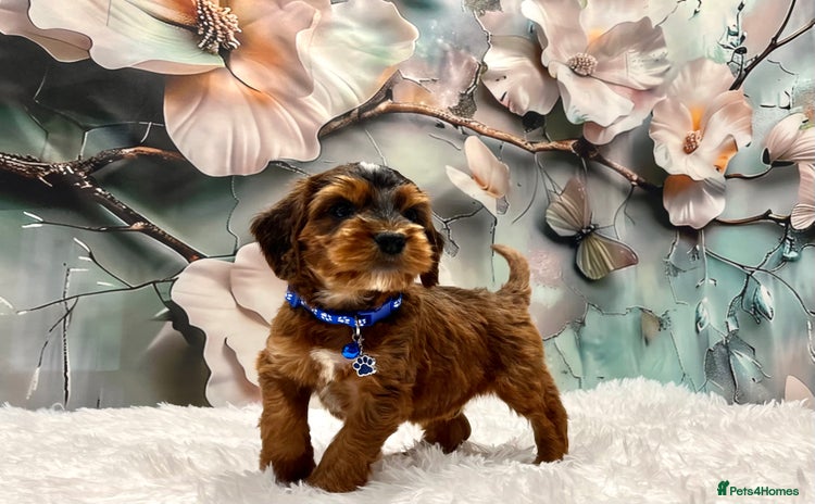 Cockapoo dogs - Advert 2