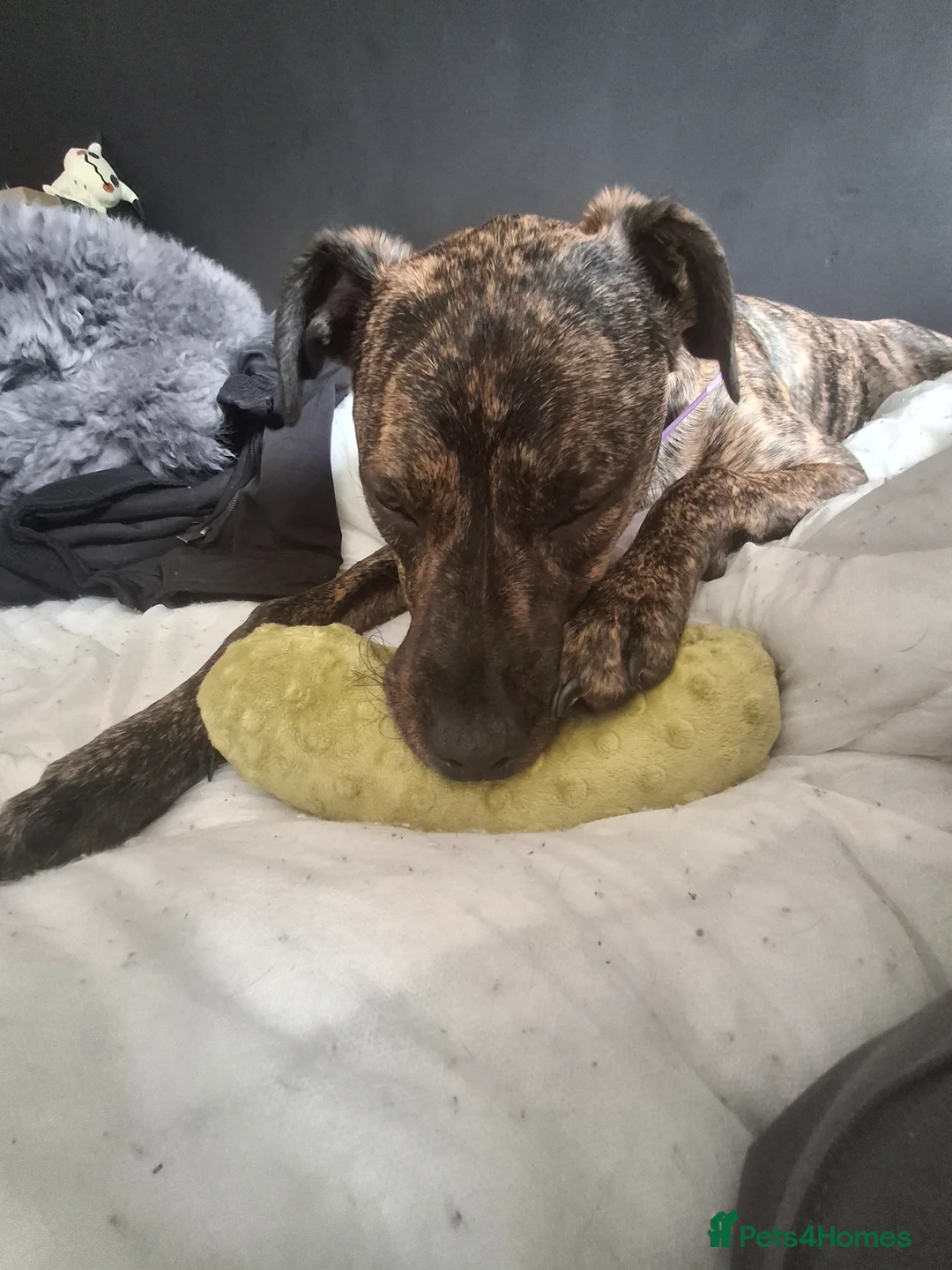 Mixed Breed dogs for sale: REHOMING  - Advert 2