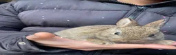 Netherland Dwarf rabbits for sale: Pure Netherland Dwarfs  - Advert 5