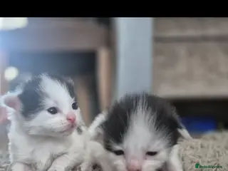 Turkish Van cats Twin baby boys looking for forever homes - Advert 12