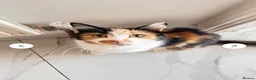 Mixed Breed cats for sale: Looking for a loving home goes for free female cat - Advert 4