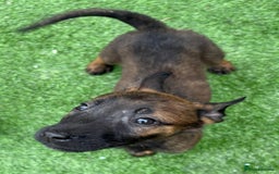 Belgian Shepherd Dog dogs for sale: Belgian malnois x Dutch sheppard puppies - Image 26