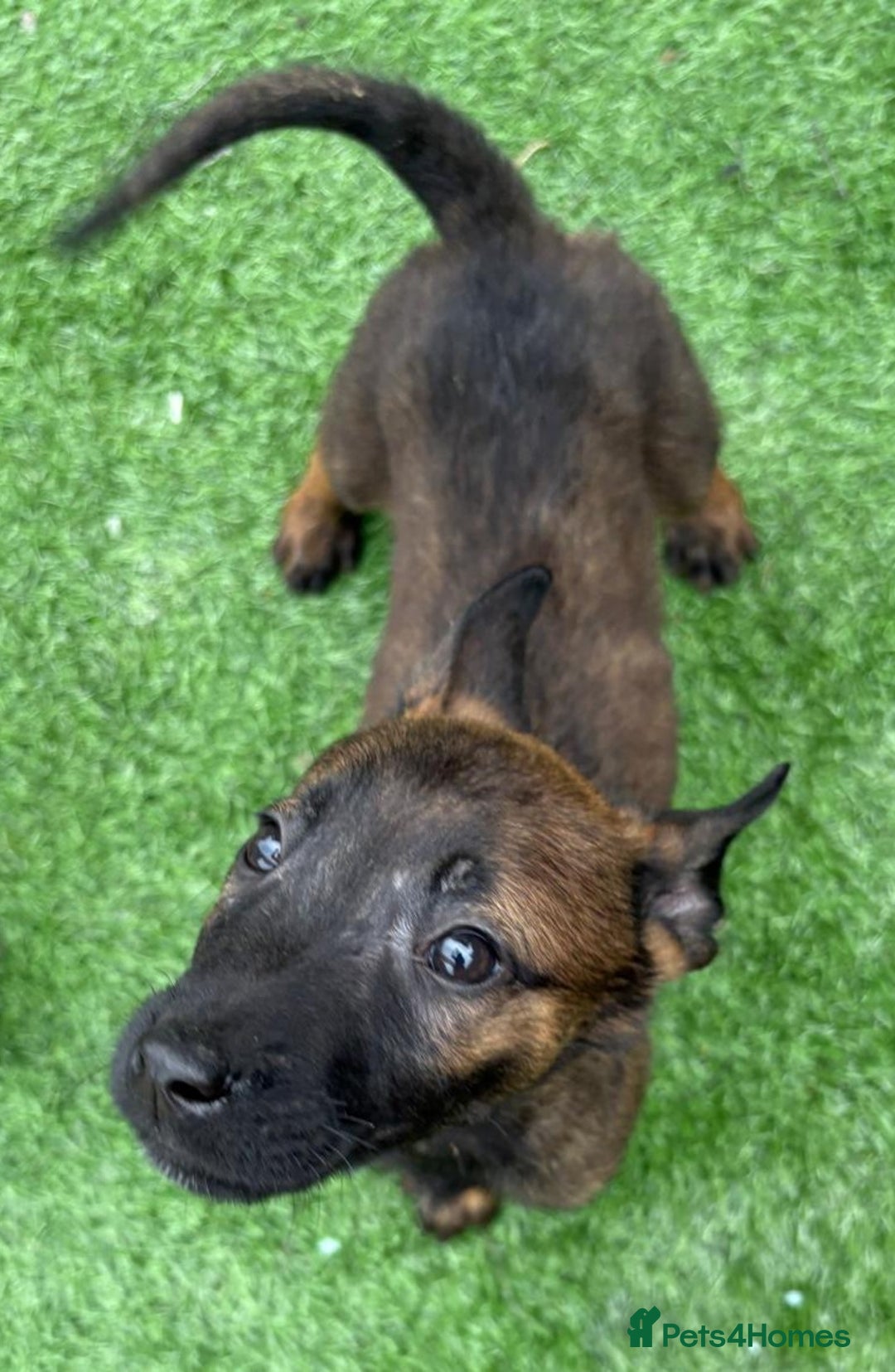 Belgian Shepherd Dog dogs for sale: Belgian malnois x Dutch sheppard puppies - Image 26