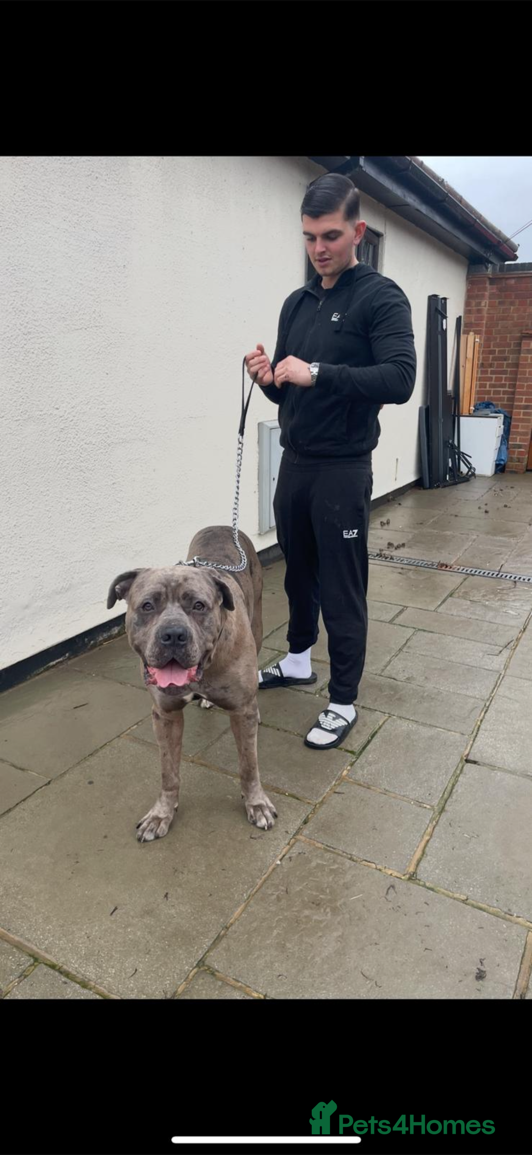 Cane Corso dogs for stud: 65 kilo Merle cane corso  - Advert 6