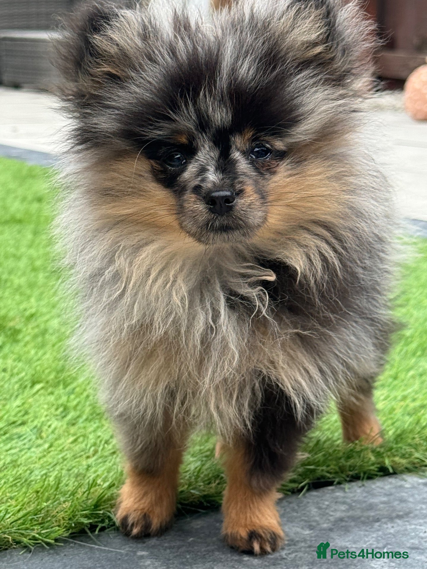 Pomeranian dogs RARE Merle Pomeranian Champion Lines - Advert 9