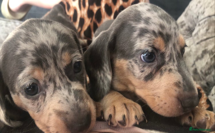 Miniature Dachshund dogs - Advert 11