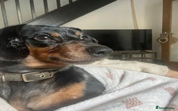 Dachshund dogs for sale: 🐾 Meet Ralph – Your New Best Friend! 🐾 - Image 6