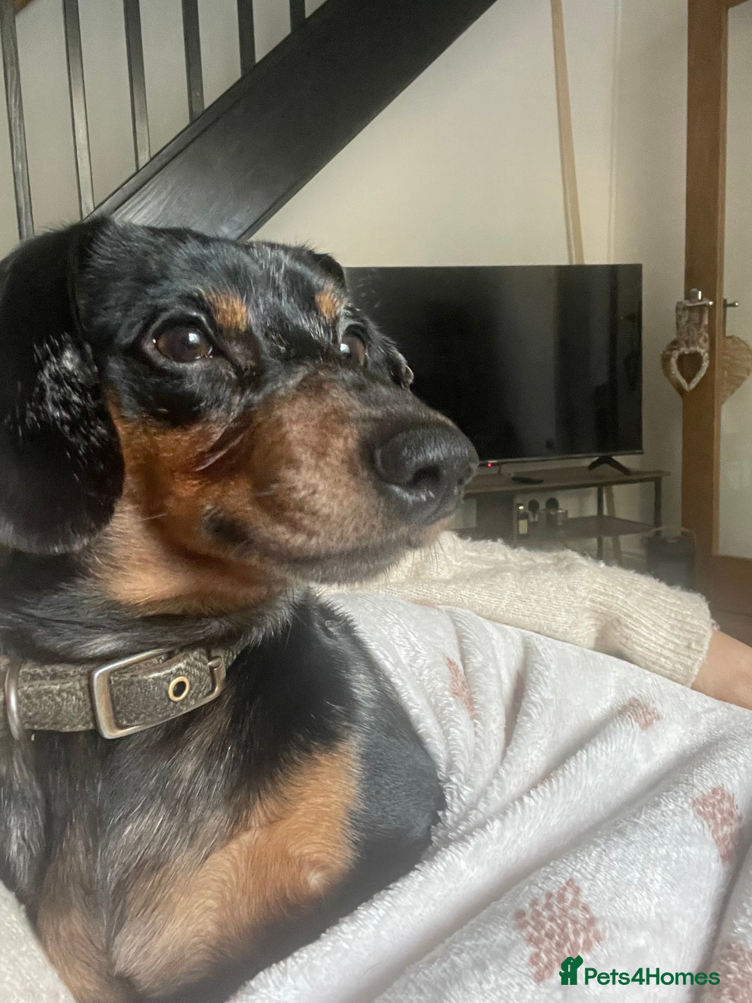 Dachshund dogs for sale: 🐾 Meet Ralph – Your New Best Friend! 🐾 - Image 6