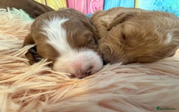 Cockapoo dogs for sale: F1 Cockapoo’s **fully health tested parents** - Image 14