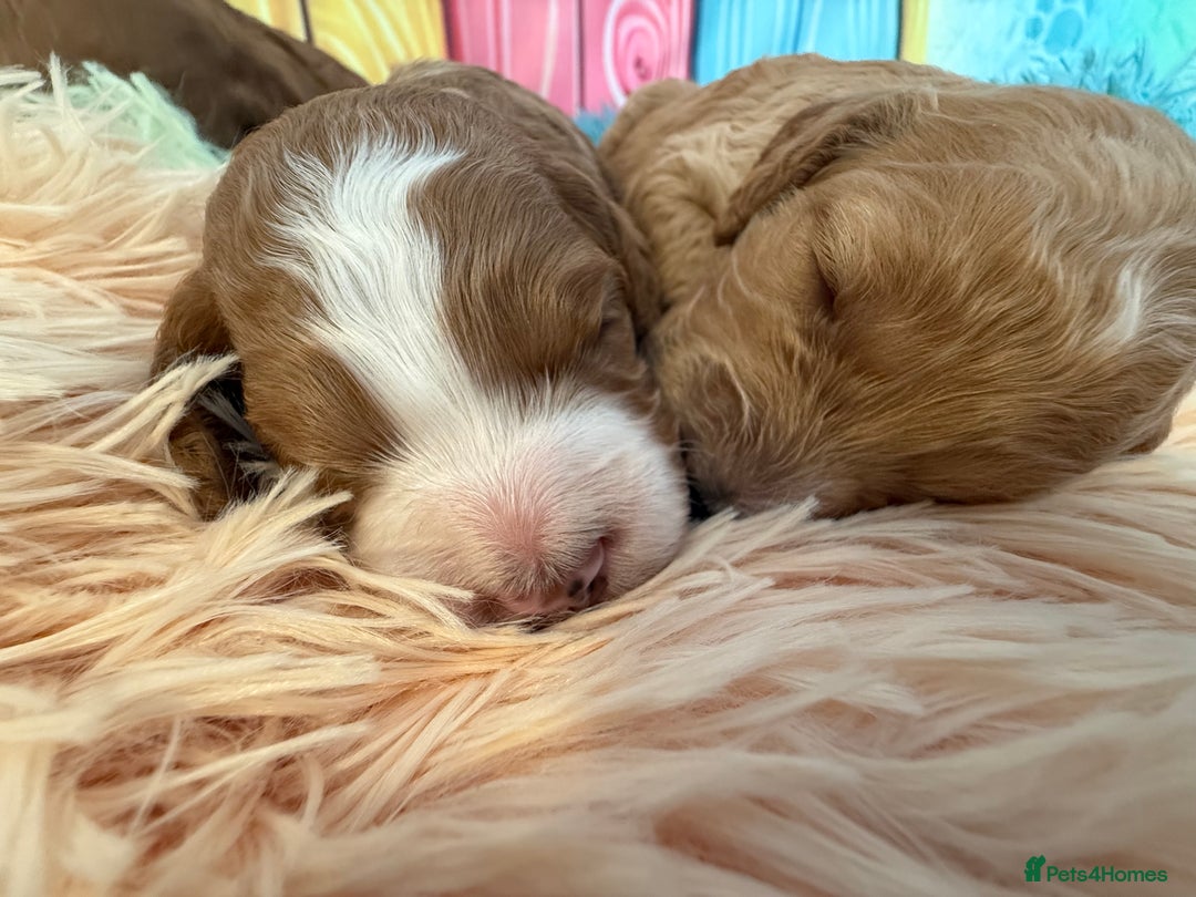 Cockapoo dogs for sale: F1 Cockapoo’s **fully health tested parents** - Image 14