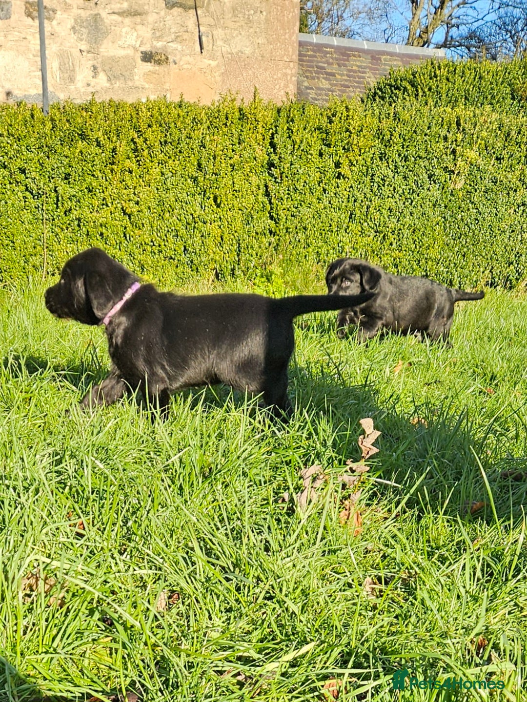 Labrador Retriever dogs for sale: Black labrador x gwp puppies working or pet homes - Advert 1