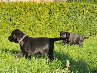 Labrador Retriever dogs Black labrador x gwp puppies working or pet homes - Advert 12