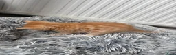Mixed Breed cats for sale: Mixed Maine Coon fur babies  - Advert 4