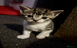 British Longhair cats for sale: 2 Kittens For Sale - Image 4