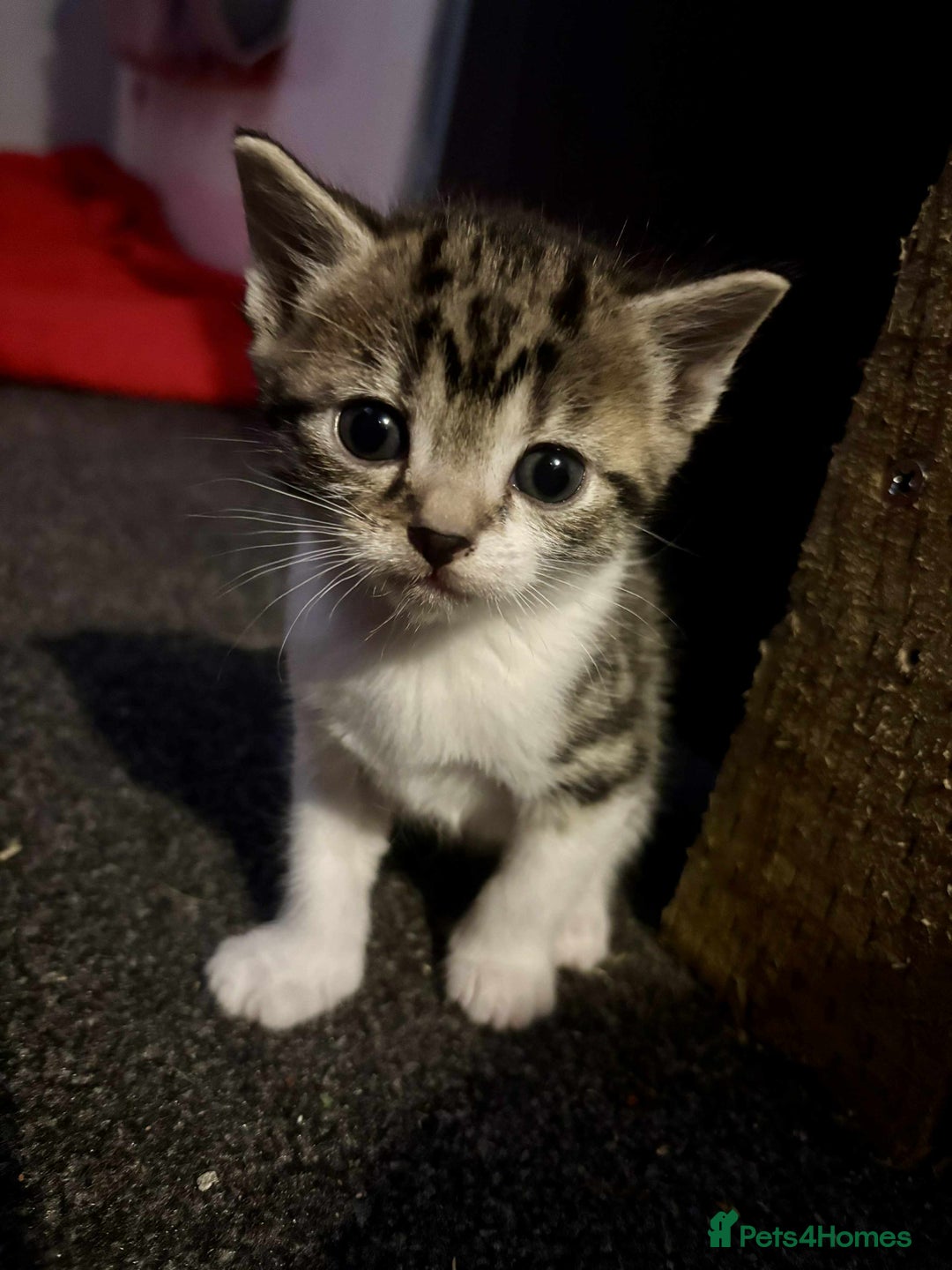 British Longhair cats for sale: 2 Kittens For Sale - Image 4