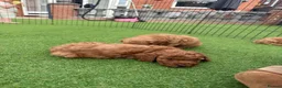 Cockapoo dogs for sale: Beautiful F2 cockapoo  - Advert 6