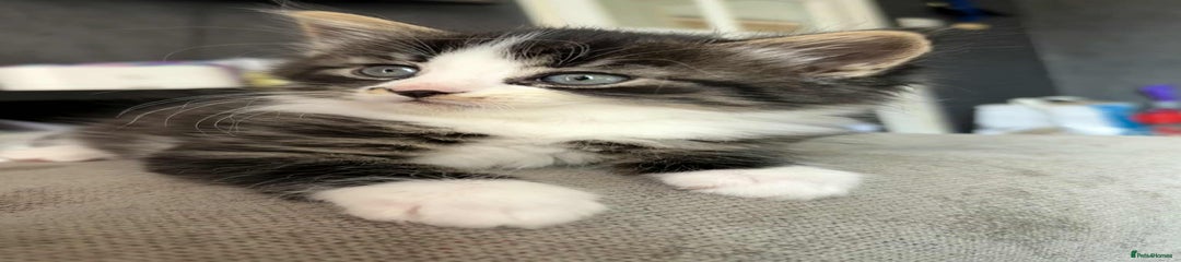 Mixed Breed Kitten 1