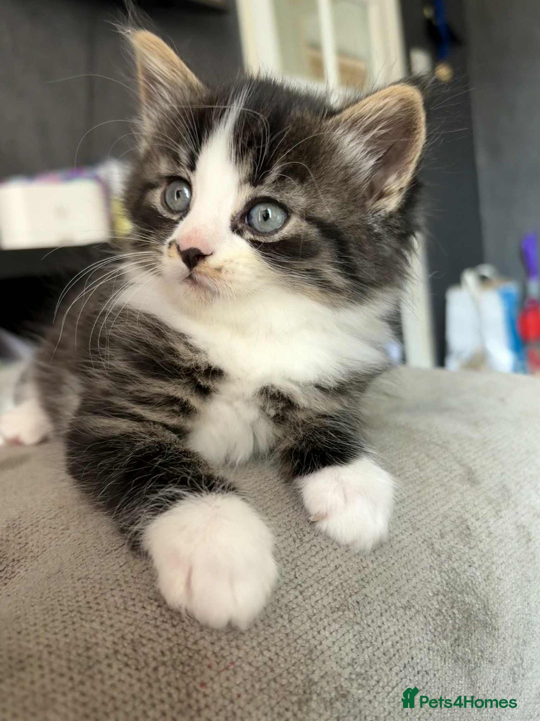 Mixed Breed cats for sale: Beautiful kittens for sale - Image 2