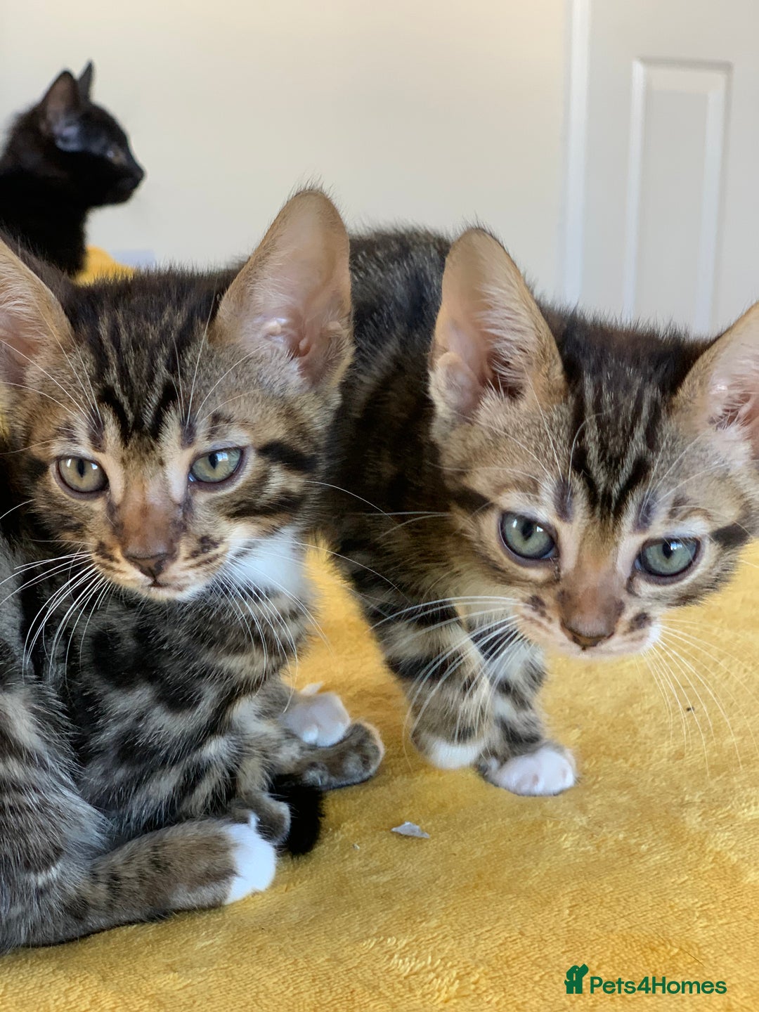 Bengal cats for sale: Ready to leave 3 left, 3/4 Bengal Kittens Rosetted - Image 21