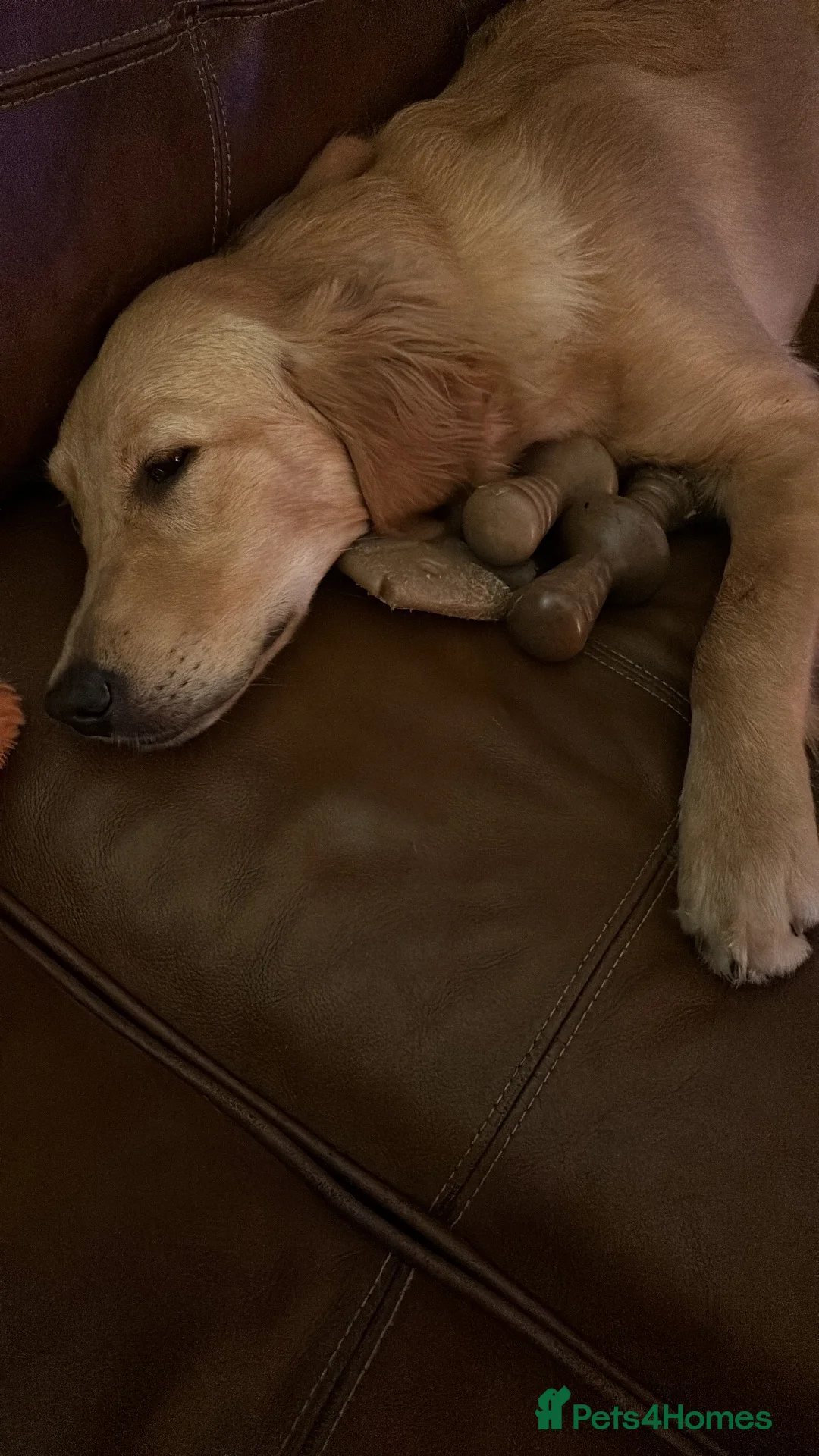 Golden Retriever dogs for sale: Golden Retriever Female - Advert 6