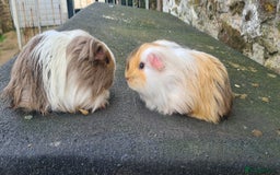 Guinea Pig rodents for sale: Pair of female sheltie Guinea pigs  - Advert 5