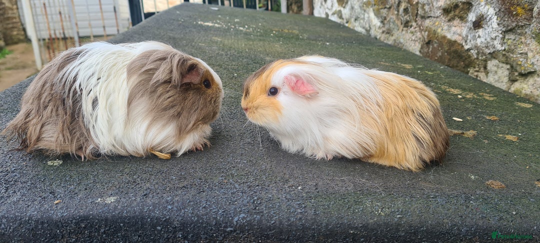 Guinea Pig rodents for sale: Pair of female sheltie Guinea pigs  - Advert 5