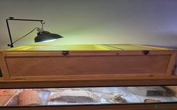 Tortoise reptiles for sale: Beautiful Horsfield tortoise and set up  - Image 4