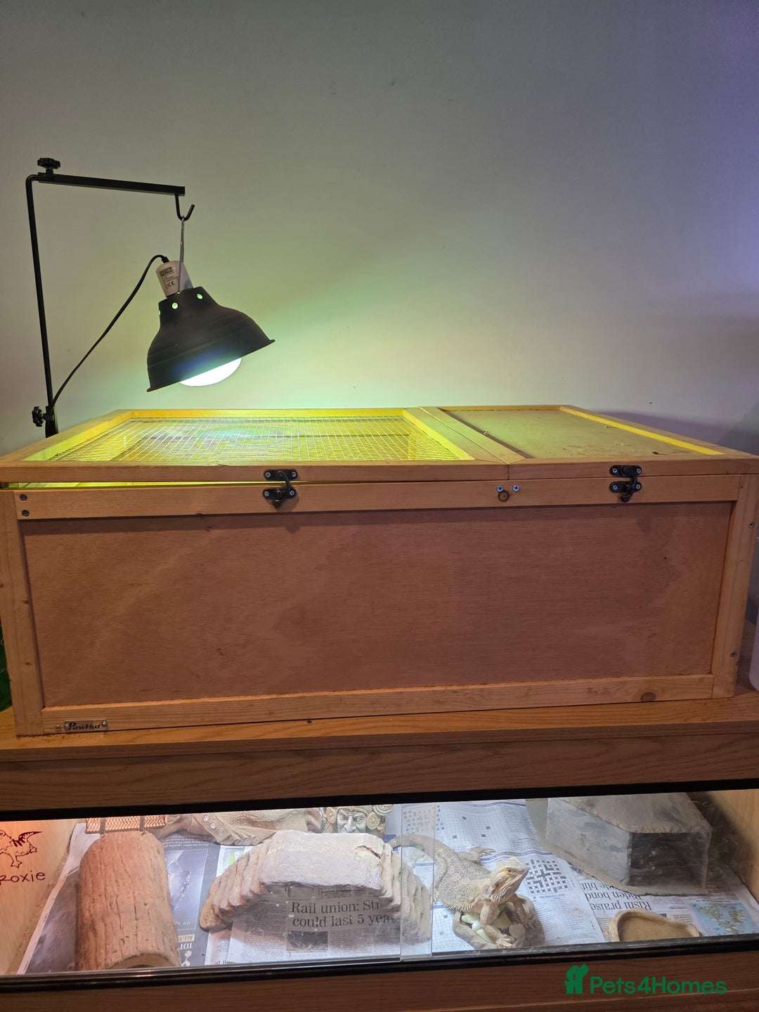 Tortoise reptiles for sale: Beautiful Horsfield tortoise and set up  - Image 4