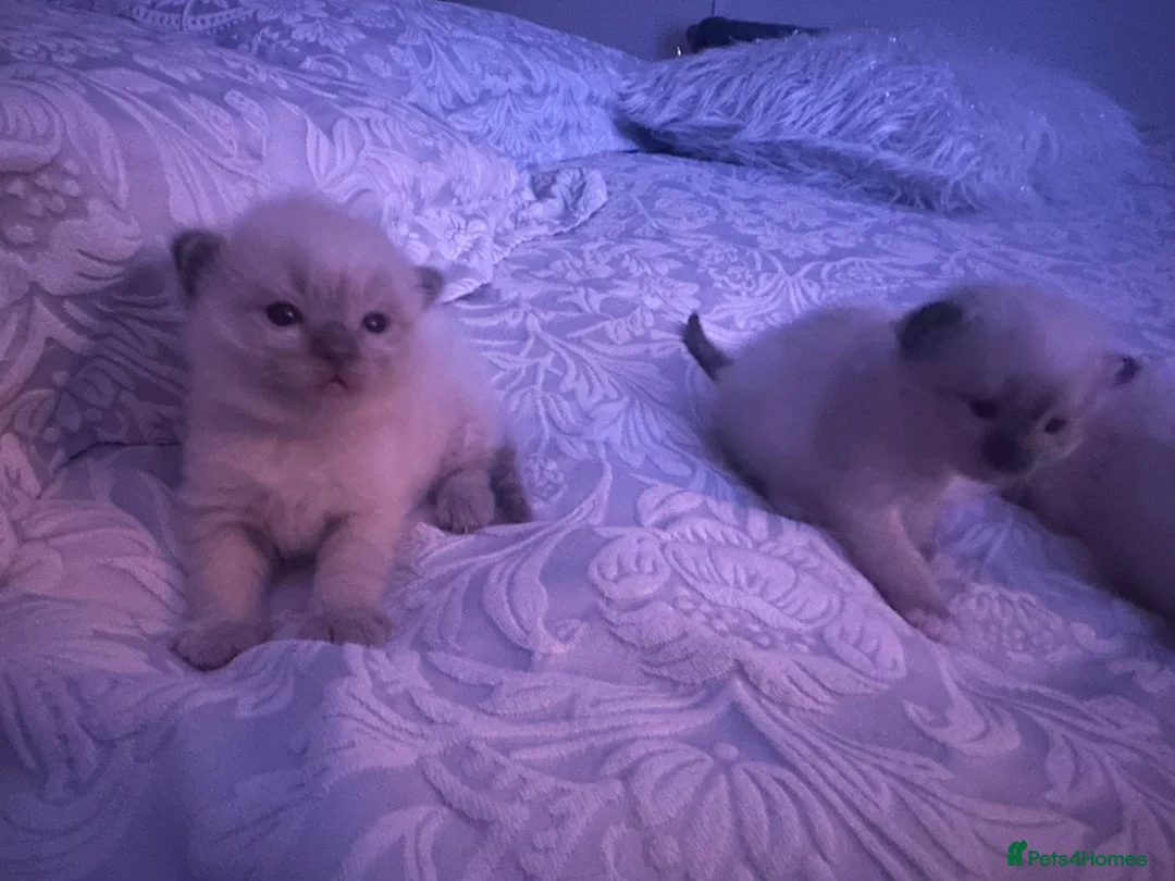 Ragdoll cats for sale: Ragdoll Kittens - Advert 6