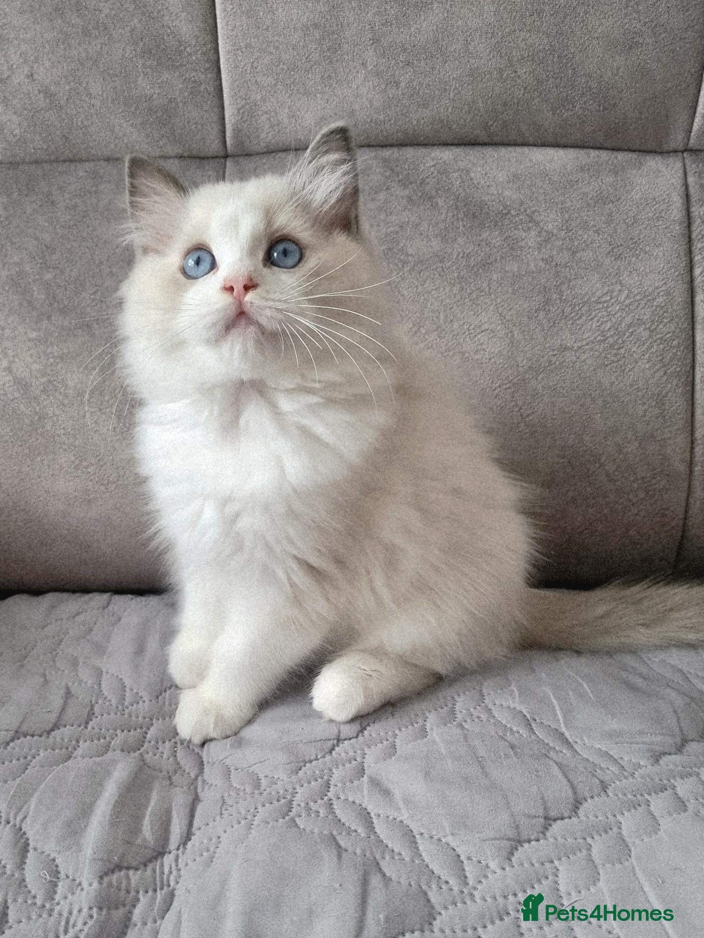 Ragdoll cats TICA registered DNA Tested Ragdoll Kittens  - Advert 1